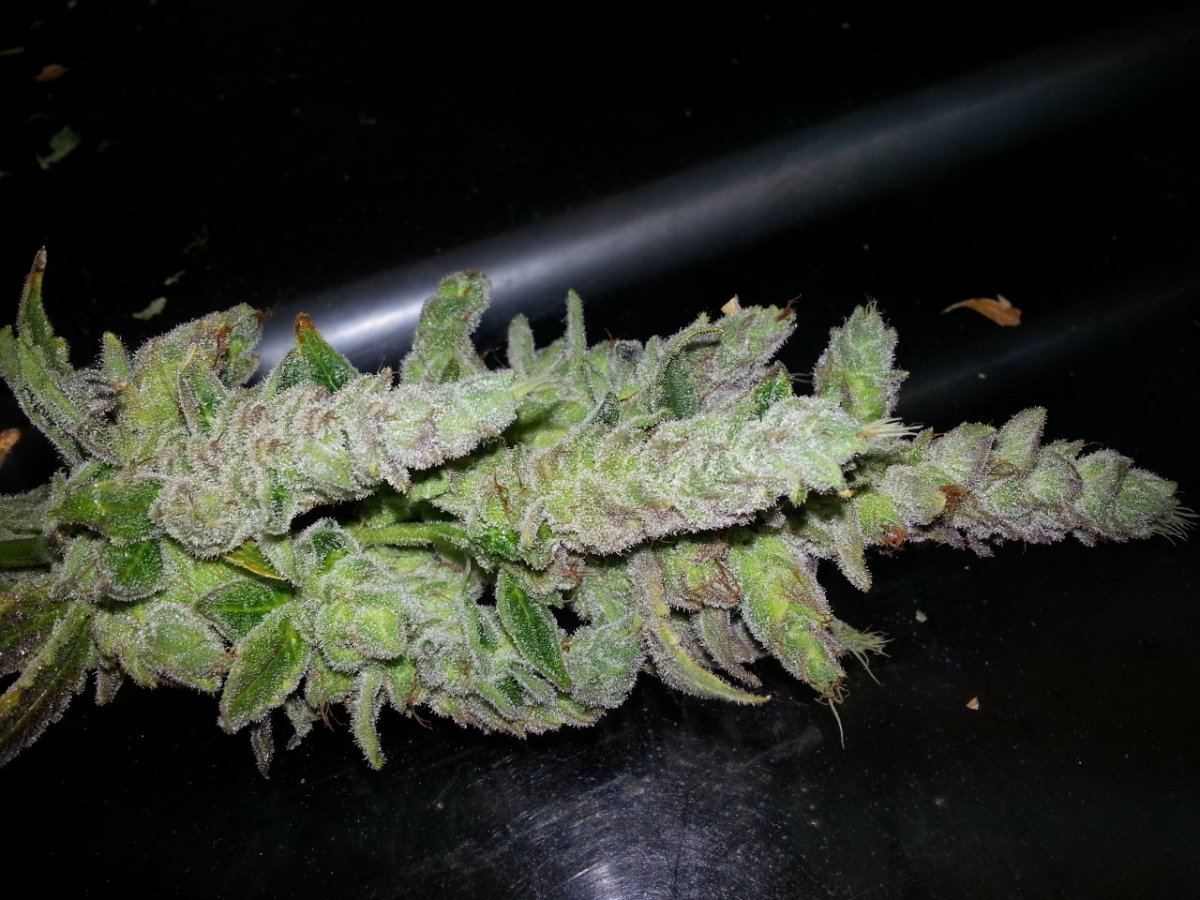Gg4 fa 0821 1