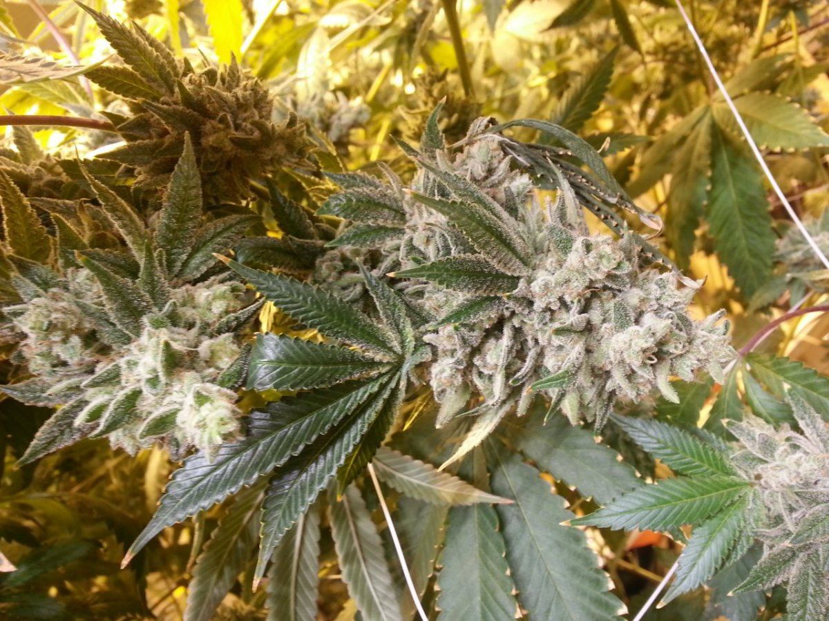 Gg4 FA 1023