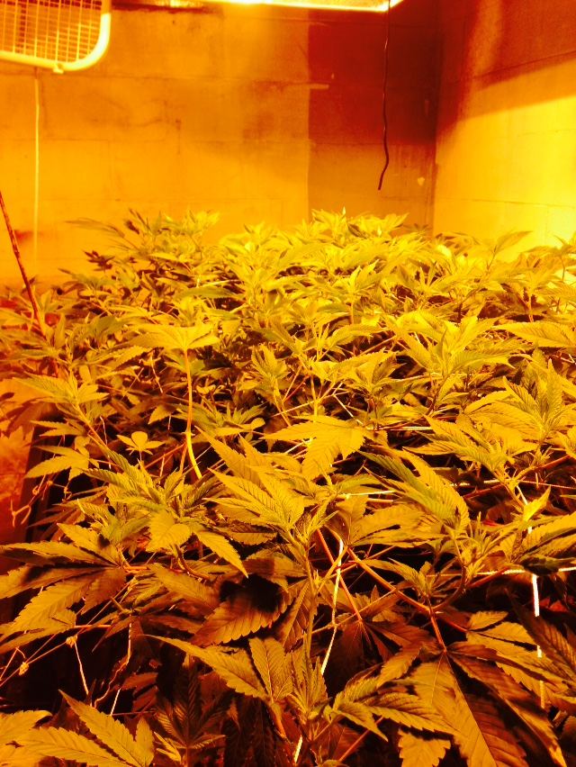 GG4 flower day 4 canopy