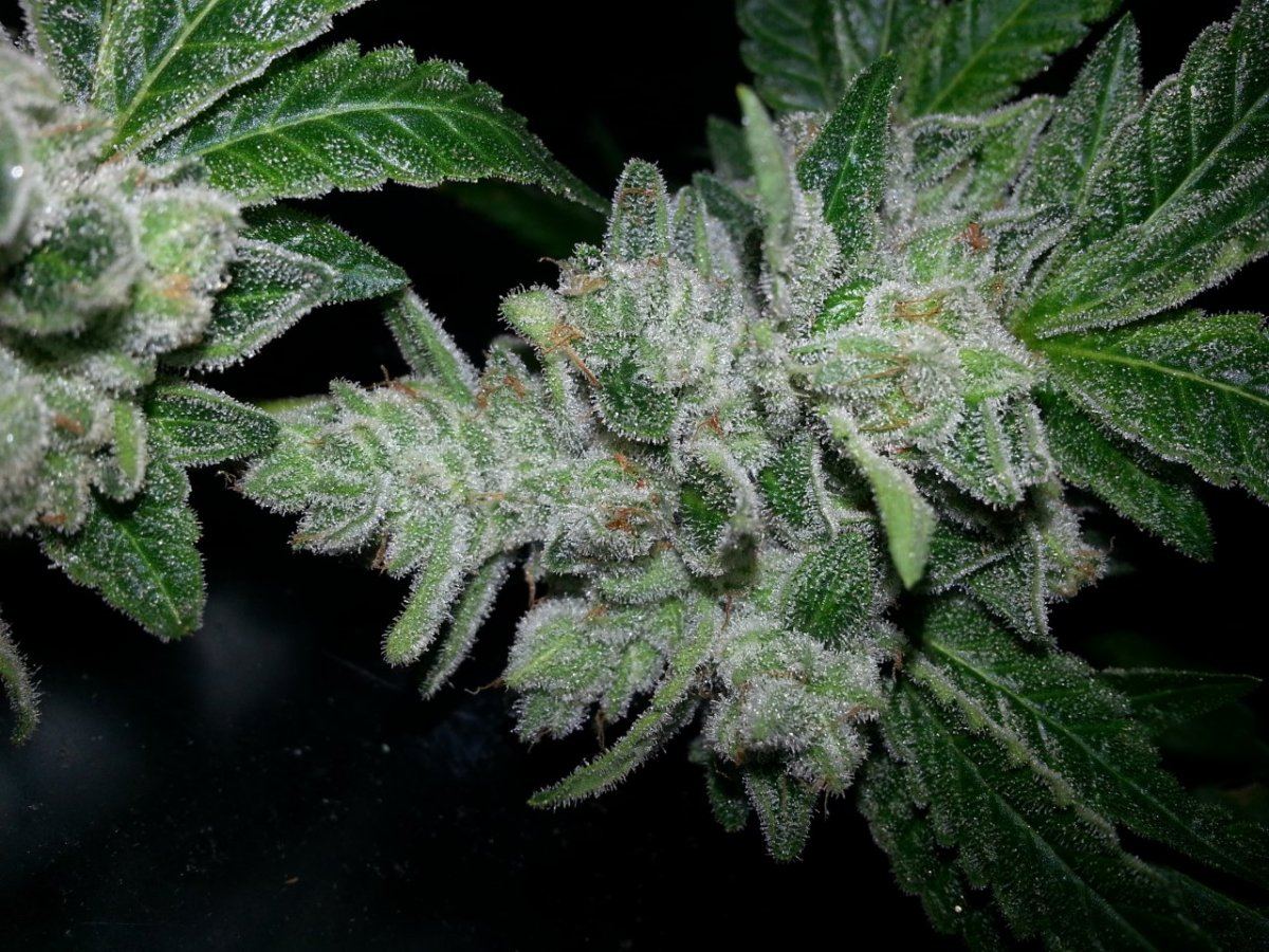 Gg4harvest