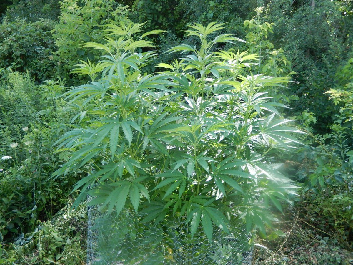 Gg4