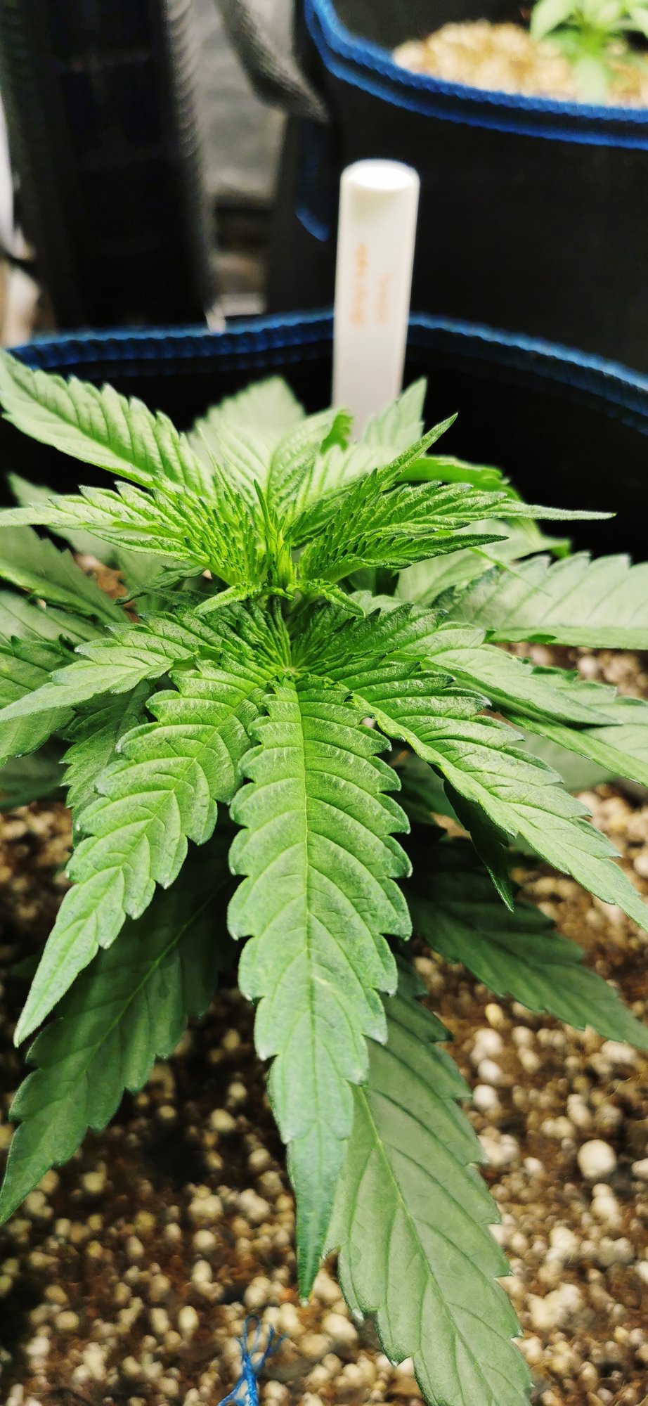 Gg4 