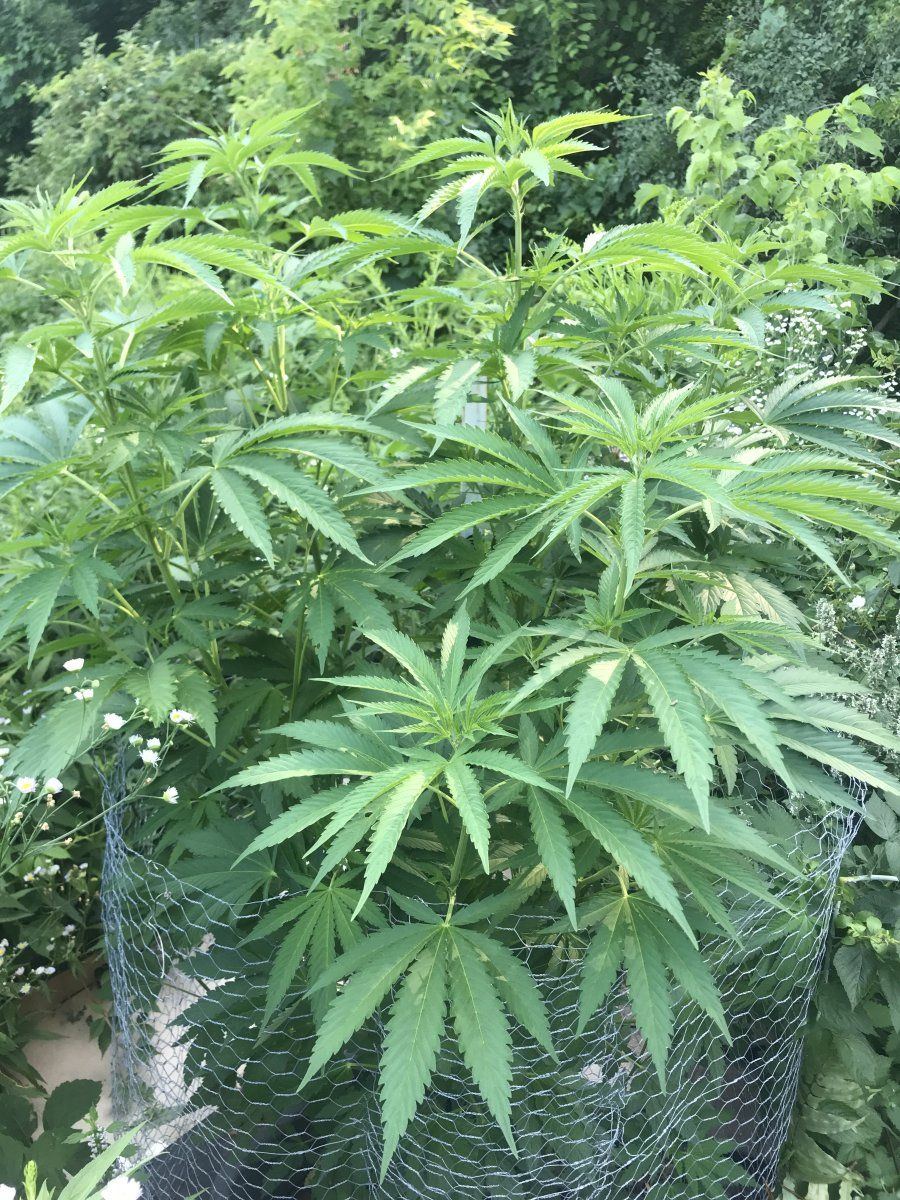 Gg4