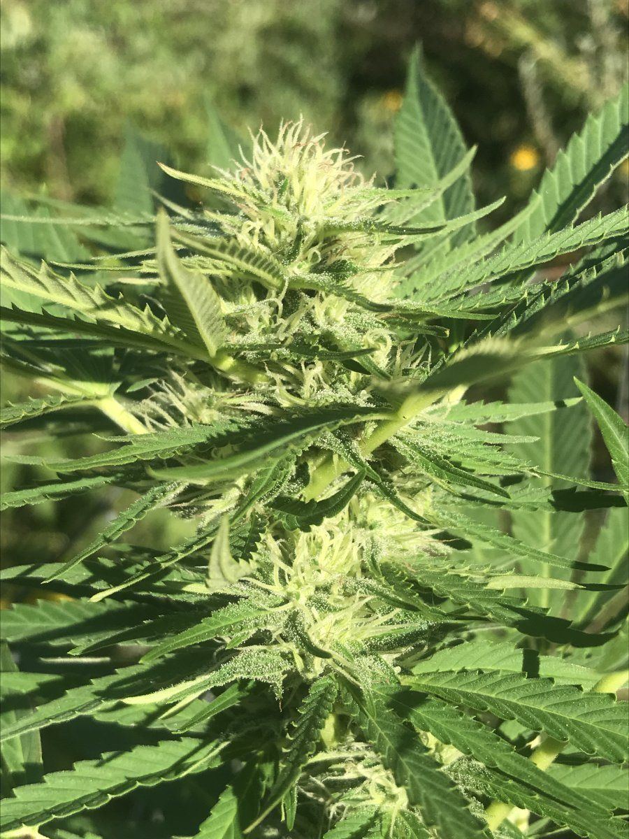 Gg4