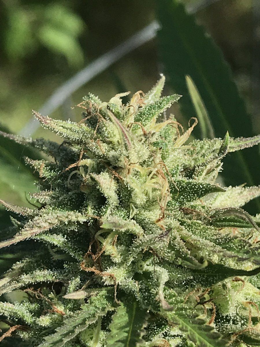 Gg4  