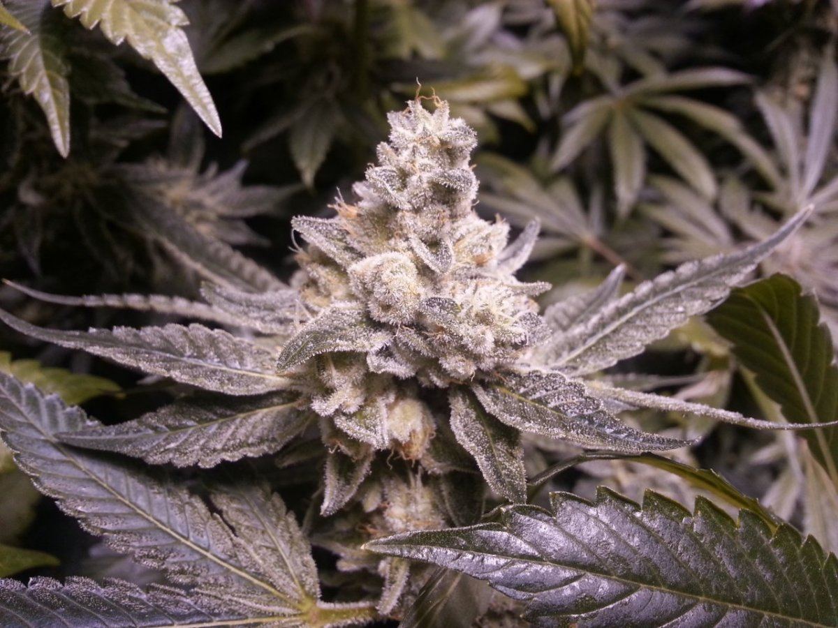 GG4