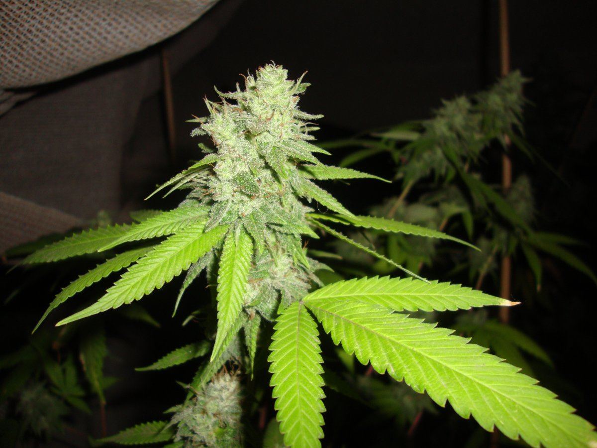 Gg4