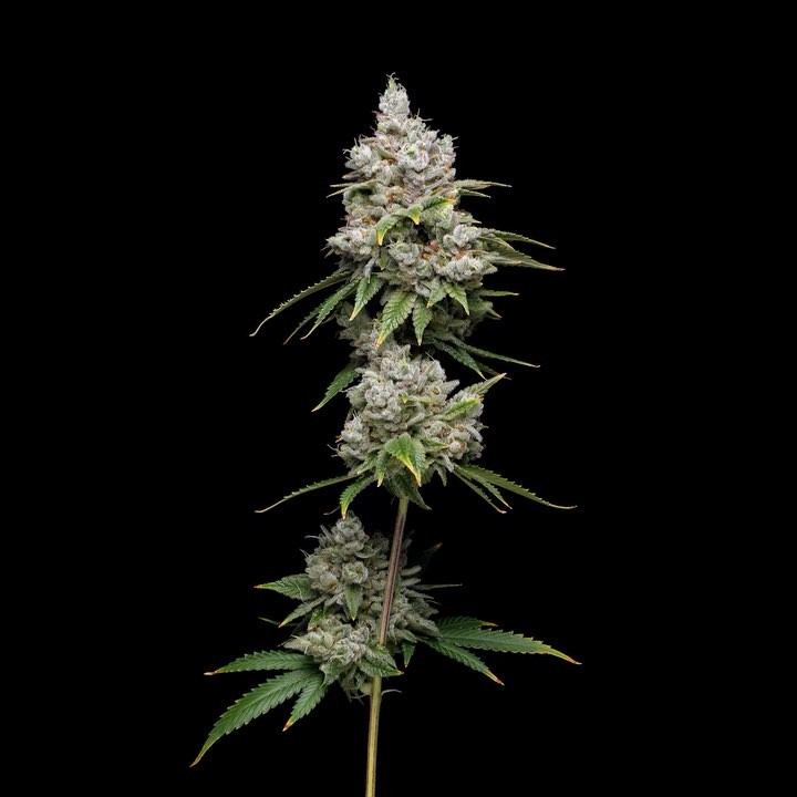 GG4
