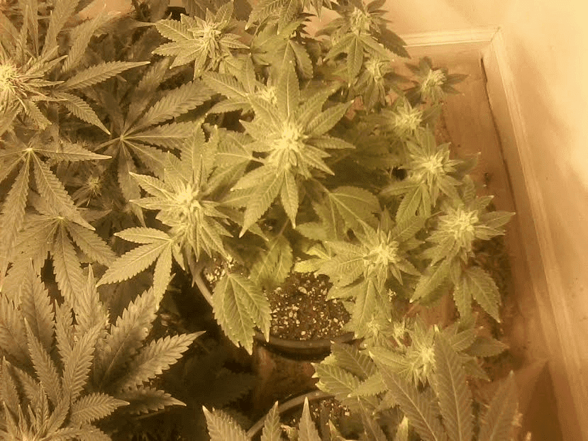 GG4