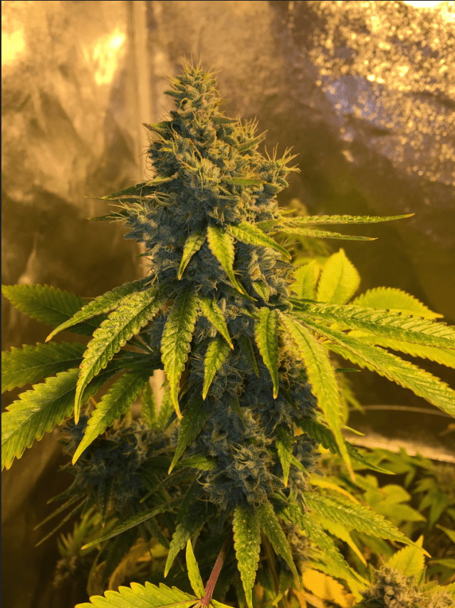 Gg4