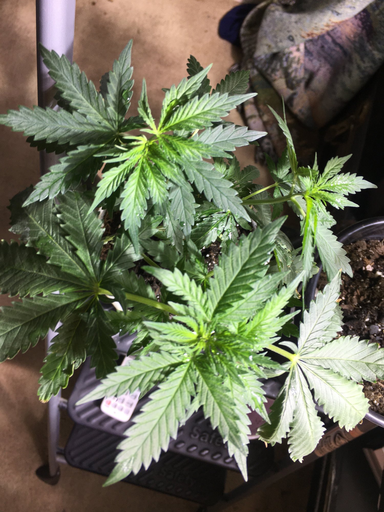 Gg4  random loud seeds 12
