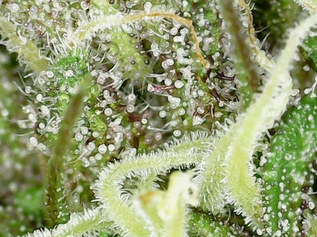 Gg4 seven