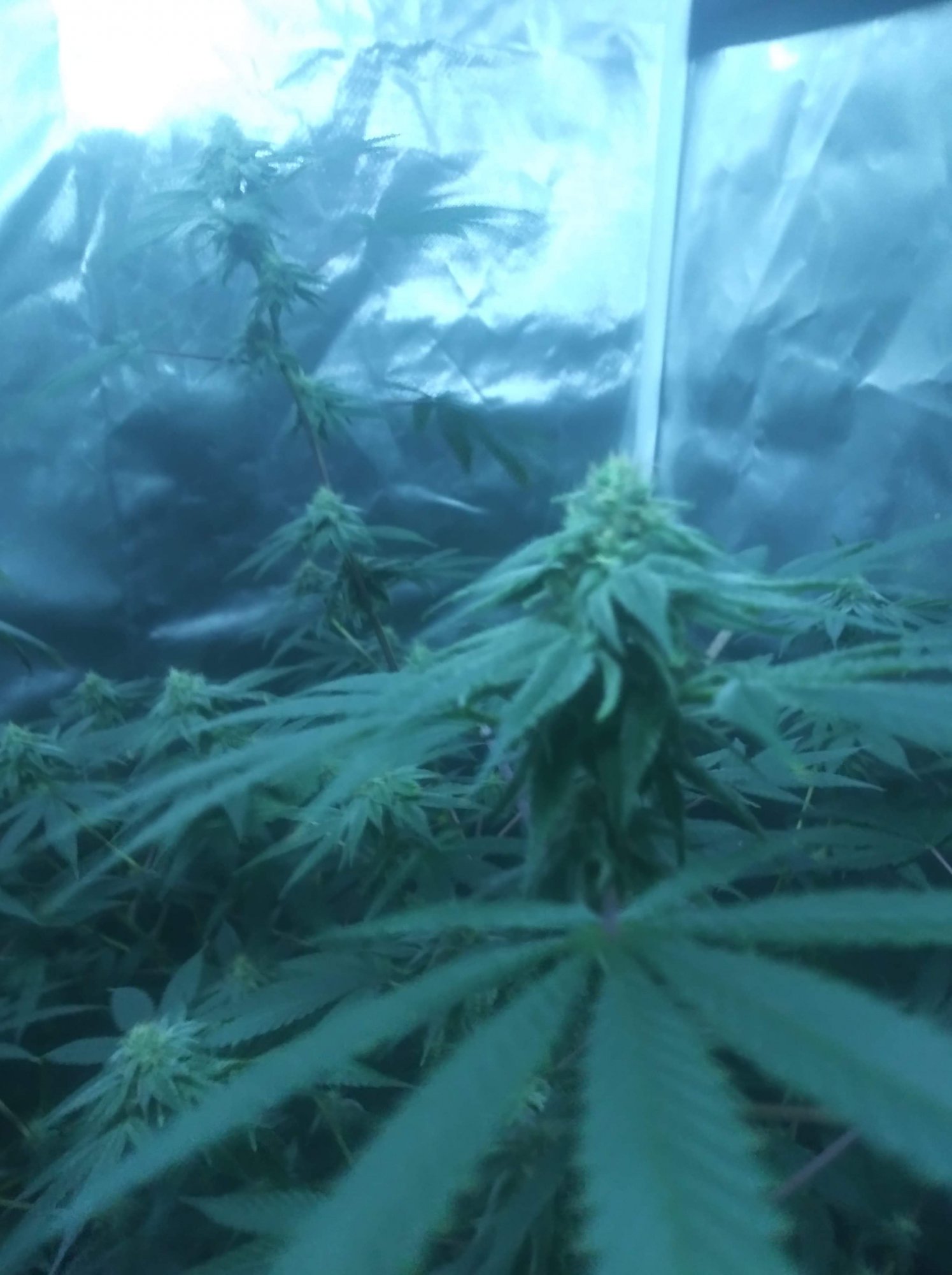 Gg4 sixth week of flower 2