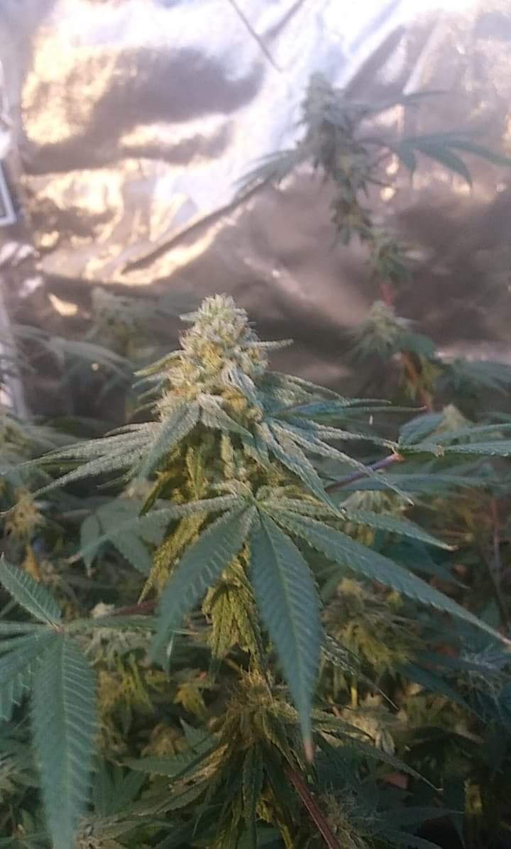 Gg4 sixth week of flower