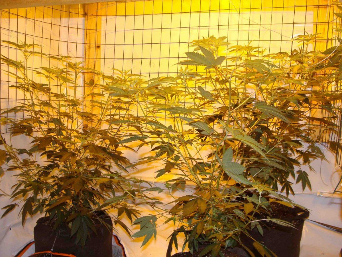 GG4 start