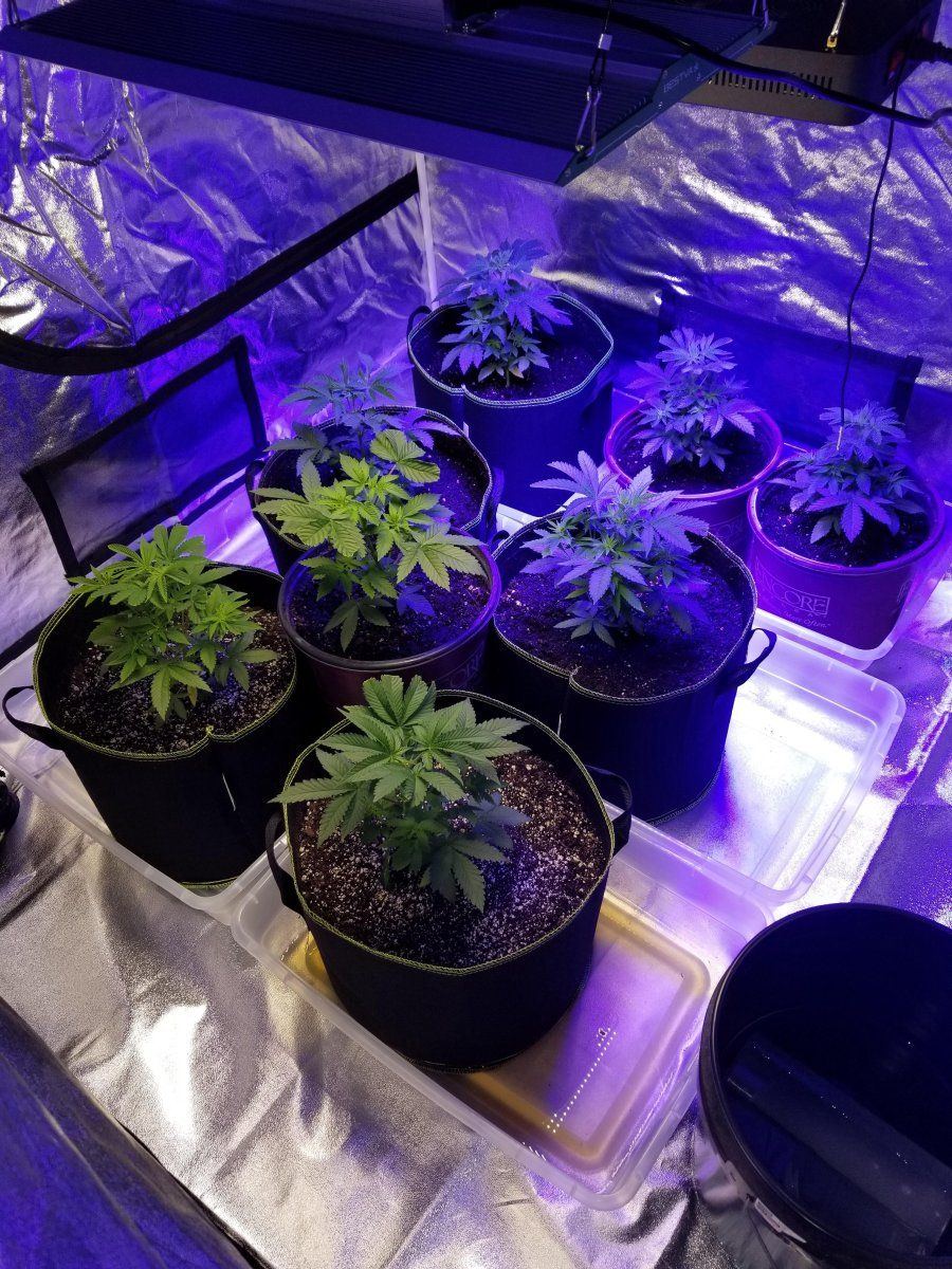 GG4 veg
