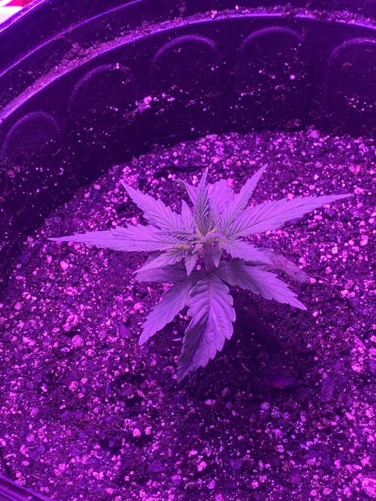 Gg4 x cbhnl5 grow diary 2