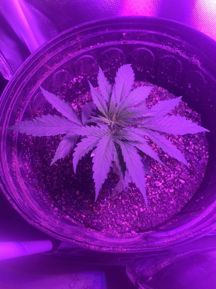 Gg4 x cbhnl5 grow diary 3