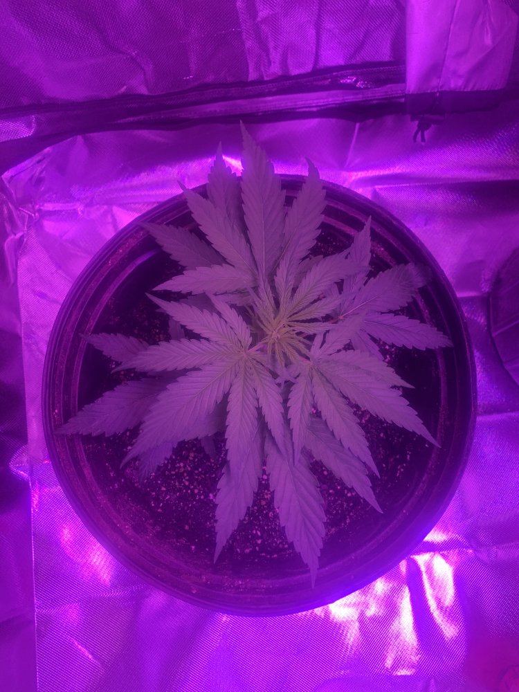 Gg4 x cbhnl5 grow diary 4