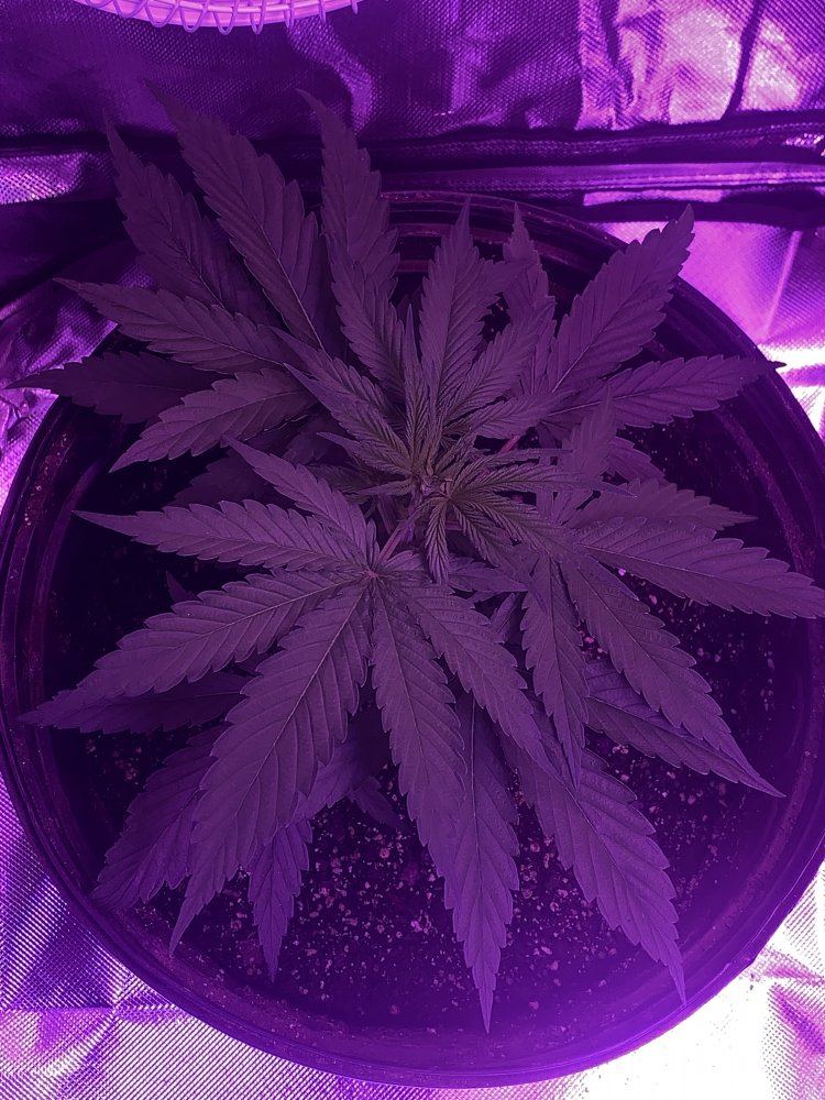 Gg4 x cbhnl5 grow diary 5