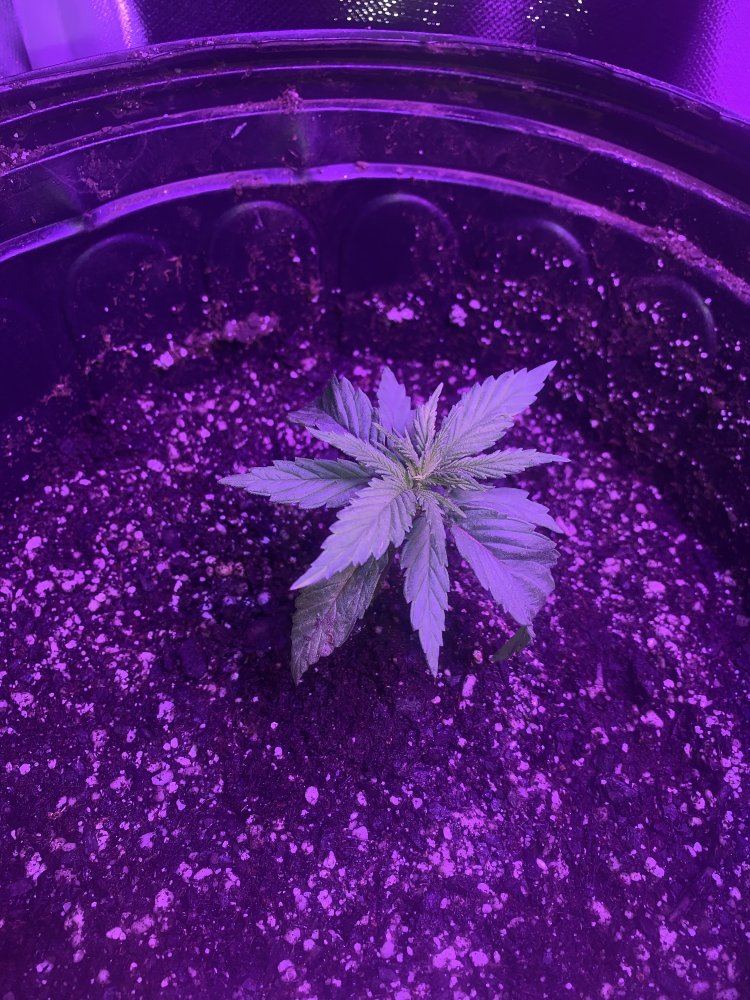Gg4 x cbhnl5 grow diary 6