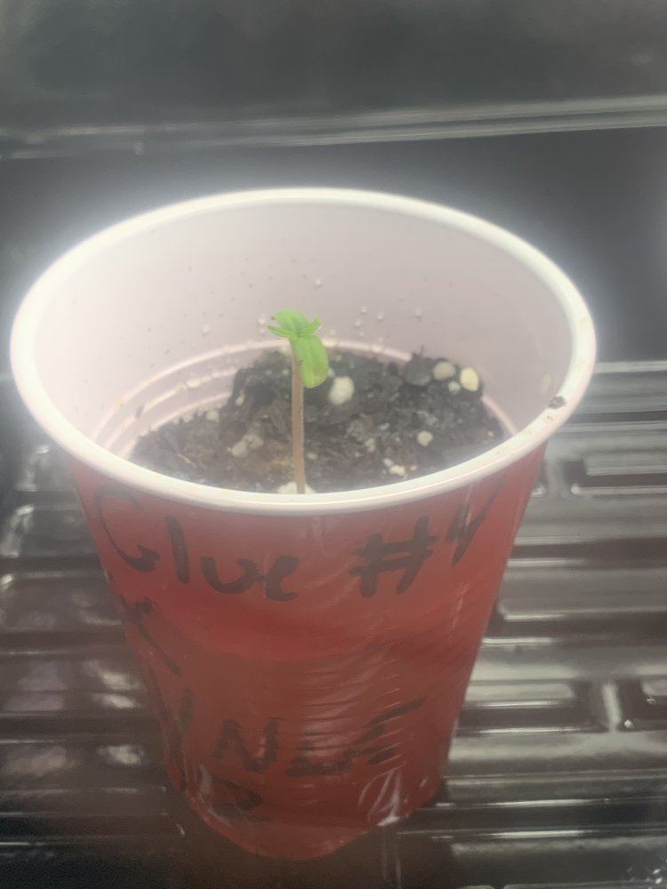 Gg4 x cbhnl5 grow diary