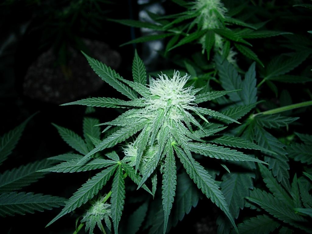 GG4 x goblin queen 2