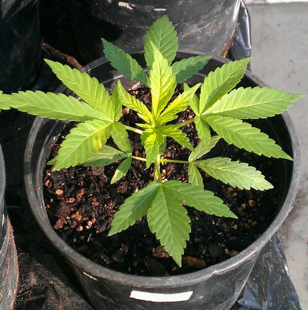 GG4 x Sour Bubble 2