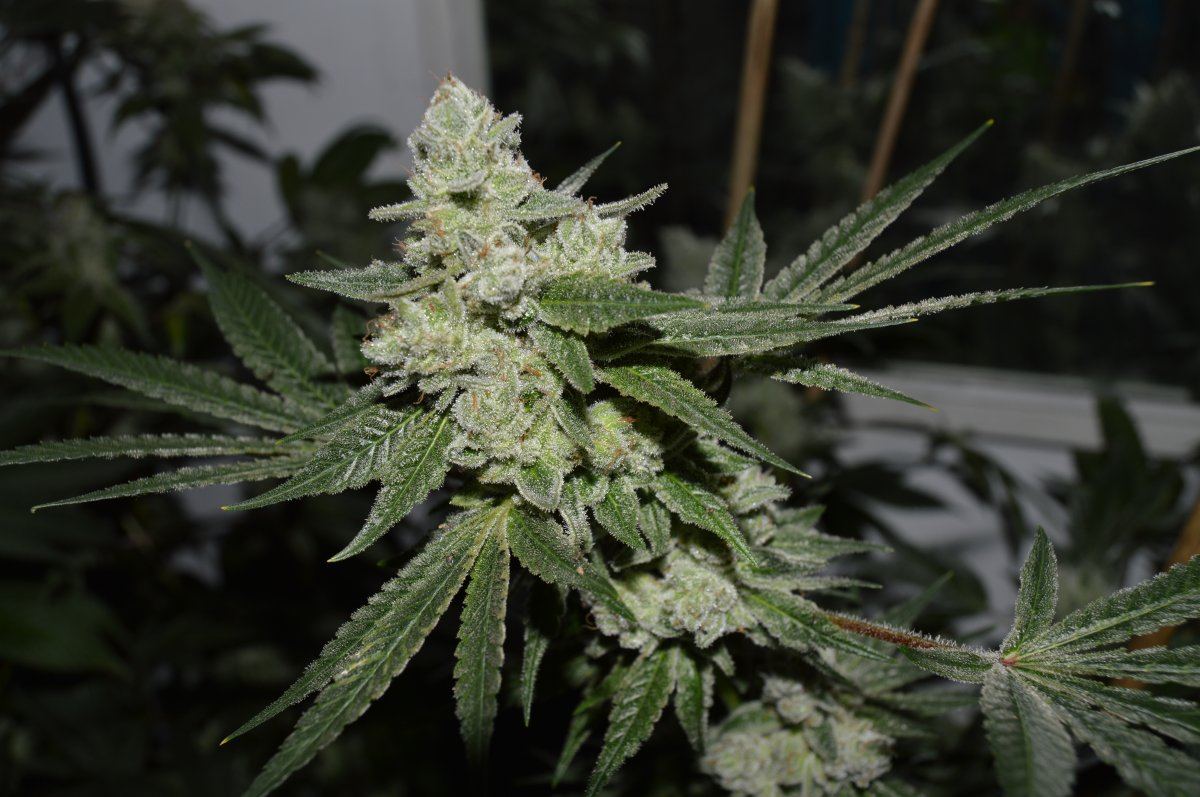 Gg41