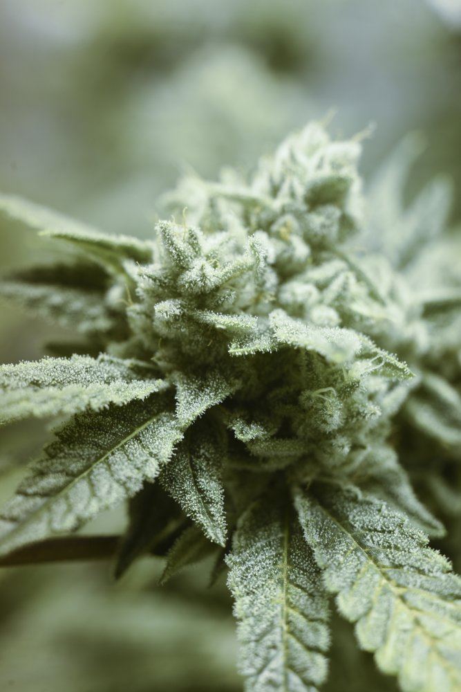 GG41