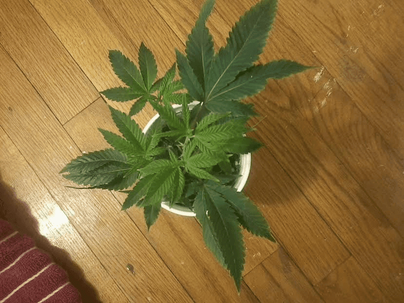 Gg41212