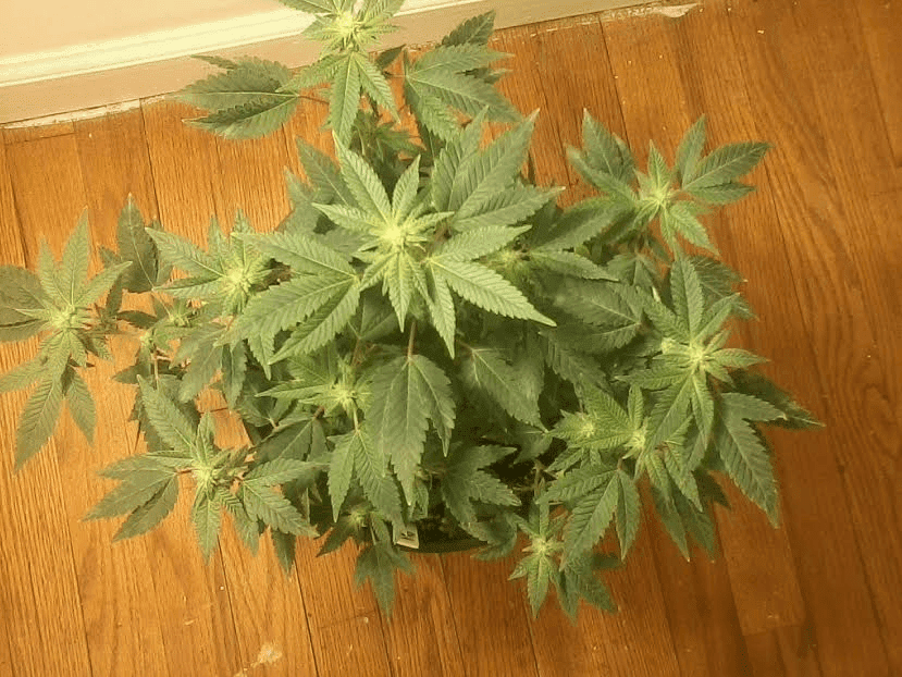Gg4125