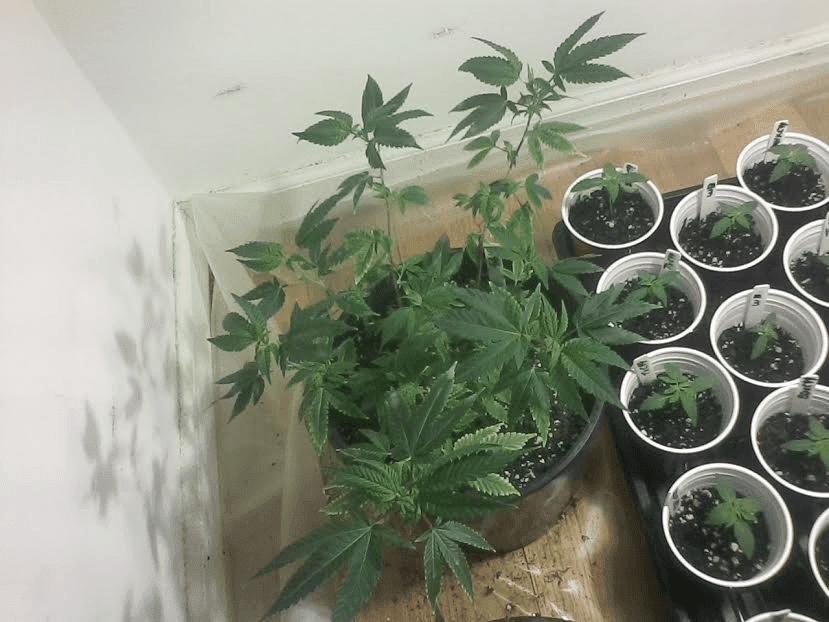 GG413DaysFFOFfromclone
