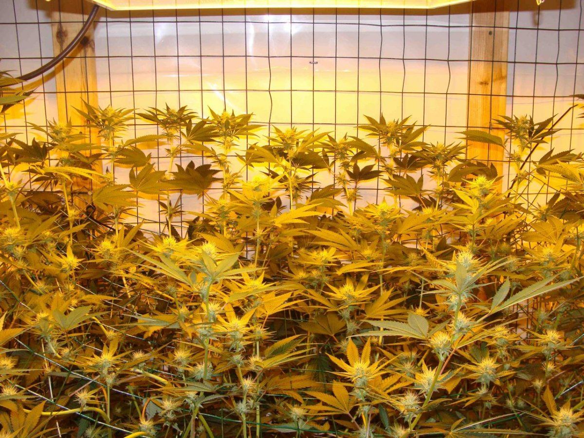 Gg421i