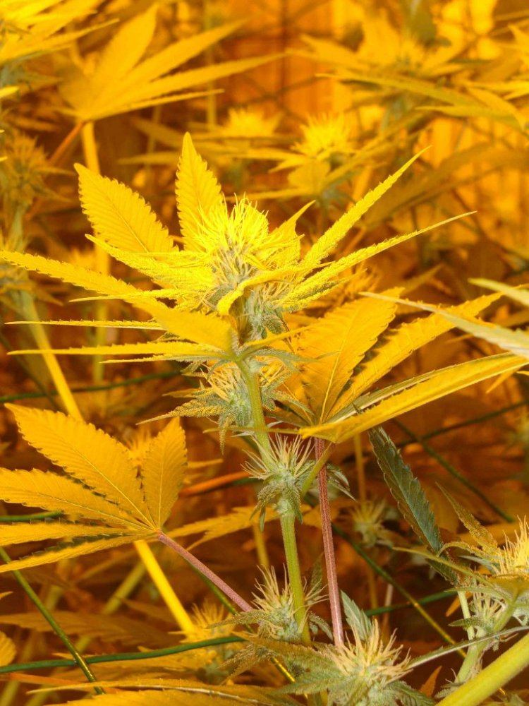Gg421ii