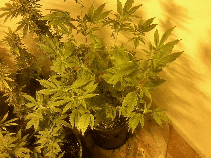 GG42weeks119