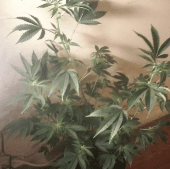 Gg42weeks21717