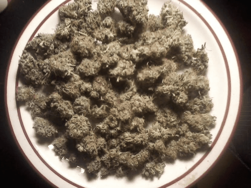 GG431517