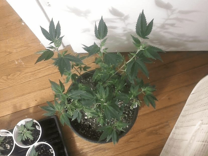 GG43daysbloom