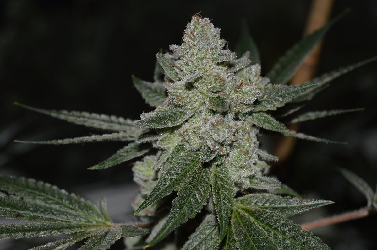Gg44