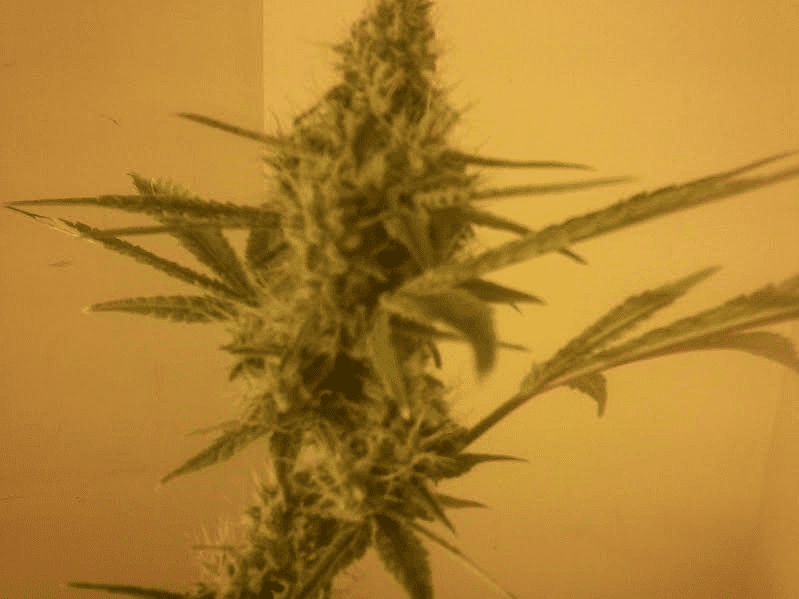 Gg448days52117