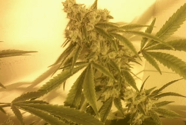 Gg448dayssticky32017