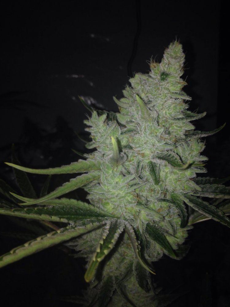 GG4512