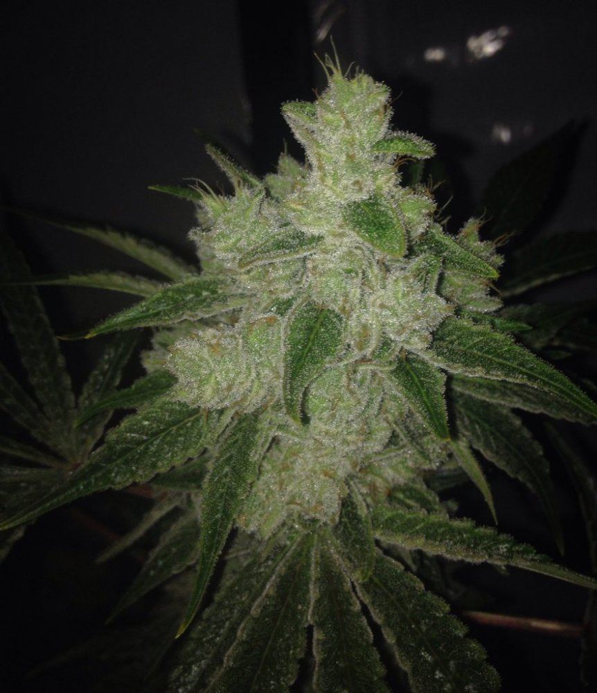 GG451