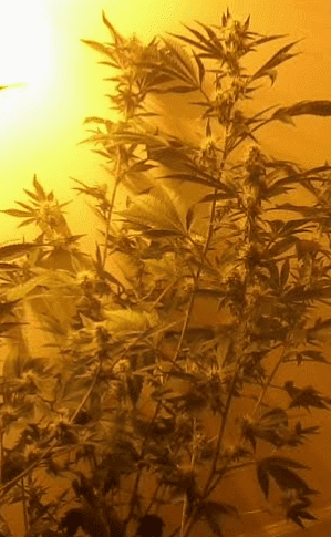 Gg45117