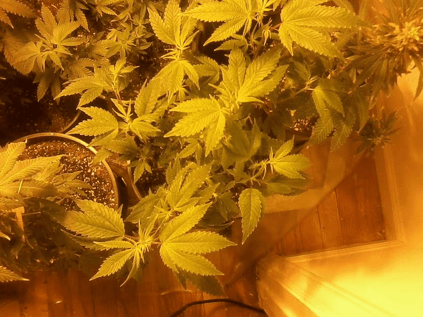 Gg45daysbloom