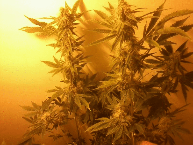 Gg45weeks510172