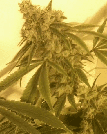 GG471017