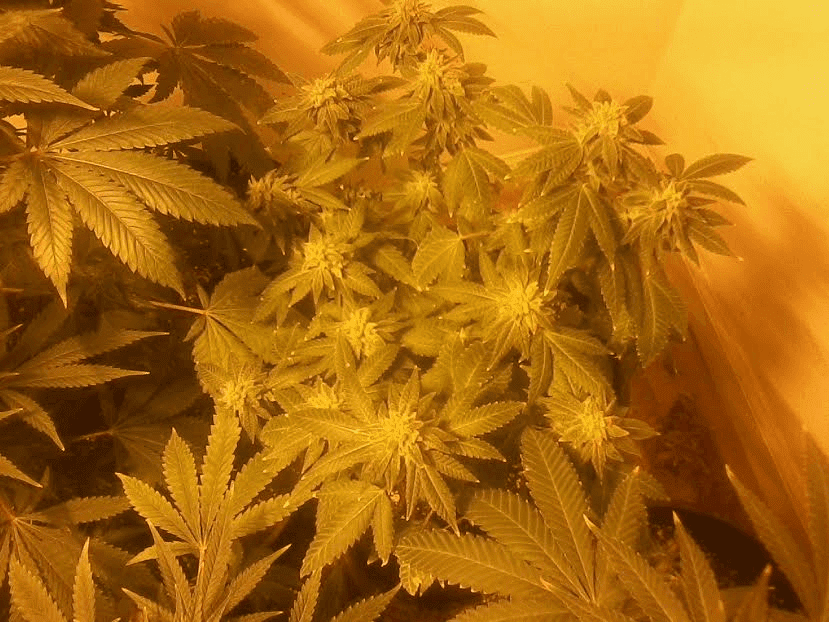 Gg47wksad