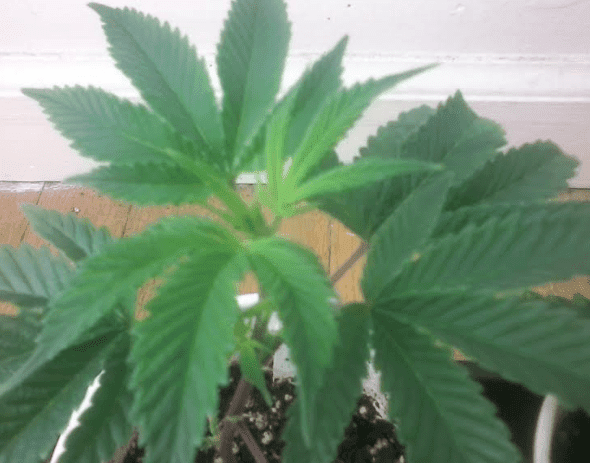 GG482417